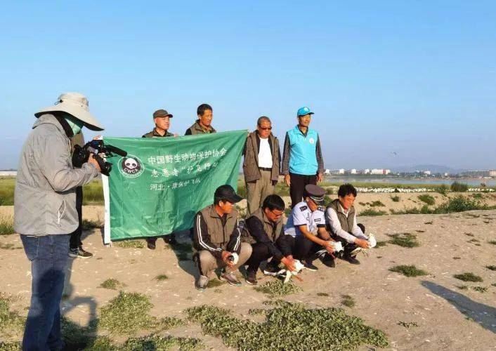 护飞行动|河北康保：志愿者救助受伤鸟类，守护繁育期幼鸟