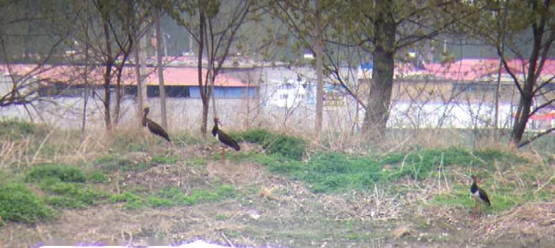 护飞行动|河北石家庄、新疆乌伦古湖湿地志愿者监测到珍稀鸟类