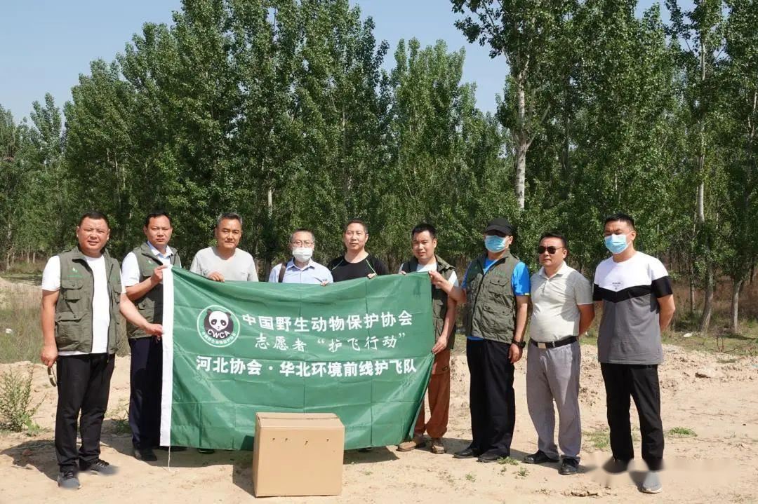 护飞行动|河北石家庄志愿者团队救助、放飞猛禽