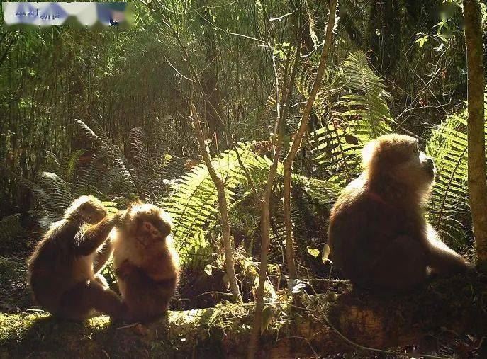 发现9个新物种！历时8年，西藏摸清150多种陆生野生动物资源“家底”