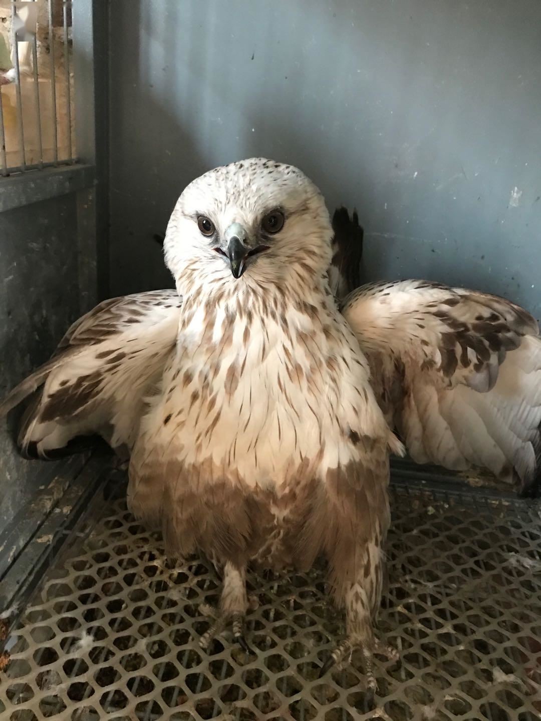 志愿者接力救助候鸟专业化·爱鸟护鸟乡村共建继续发展