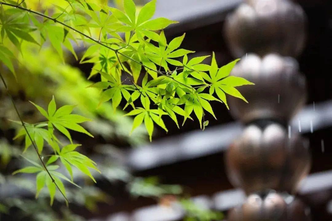 太神奇了！梦里梦到动物求救，连放生金额都和现实中一模一样