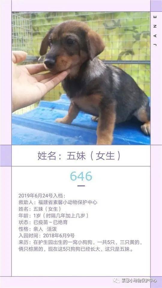 流浪猫狗助养计划|素馨小动保护生园基地动物小档案（646-686）