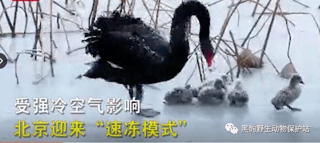 圆明园小黑天鹅怎么捱过极寒天？回应来了