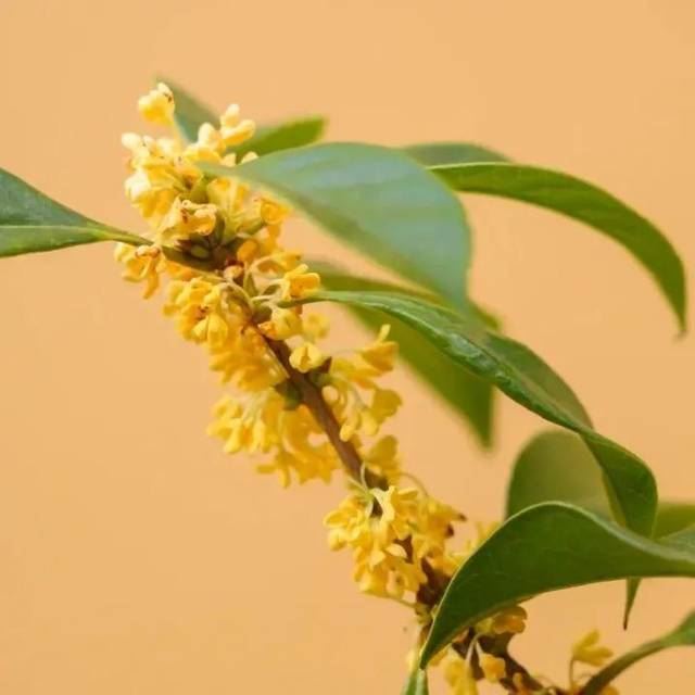 周一请吃素|这个瓜的全身都是宝