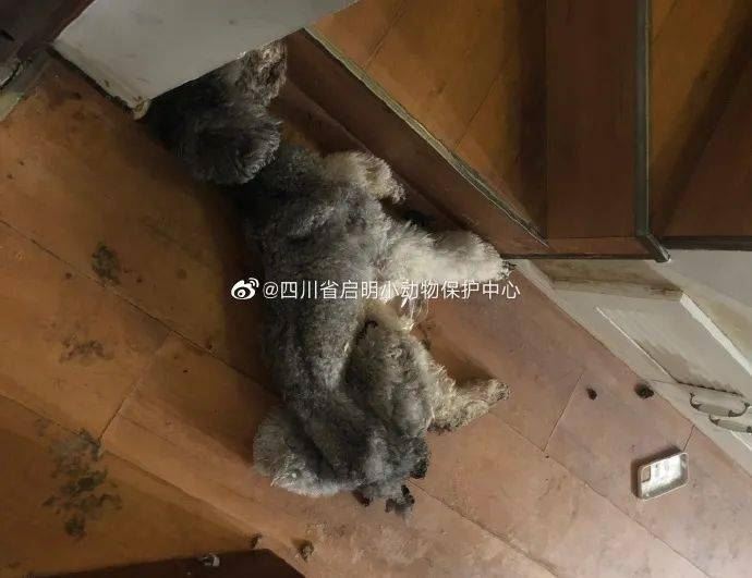 警惕！养宠有风险送养需谨慎