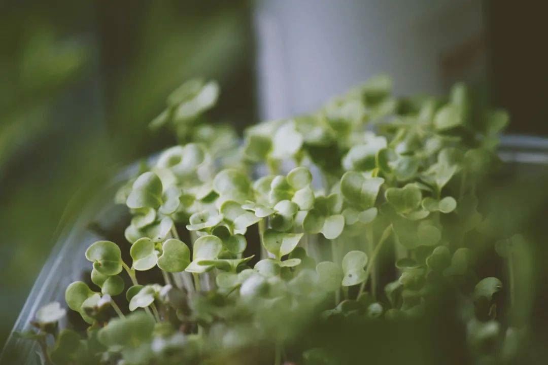 豆芽被称为“春季宝”，春天食用健脾又养肝，附10道素食谱