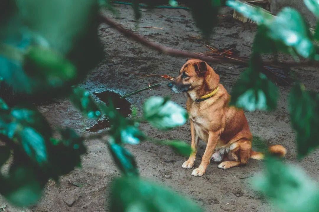 台北慈济医院院长：儿童吃素如何才能既营养又健康