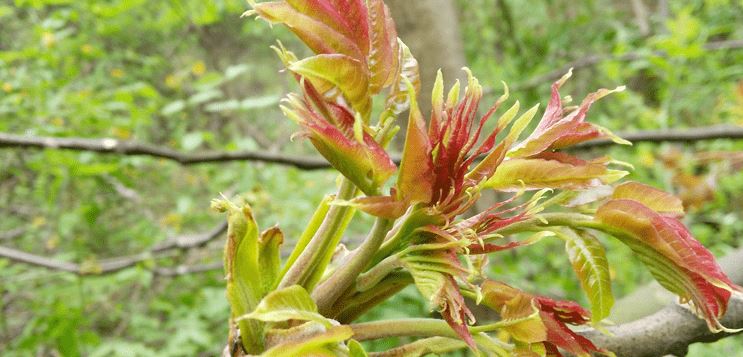 他关闭养殖场，开始吃素，送绵羊去庇护所，感动了无数人！