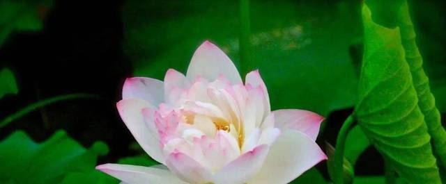 5月蔬菜它最鲜！比核桃补脑，比牛奶钙高，遇到了千万别错过~