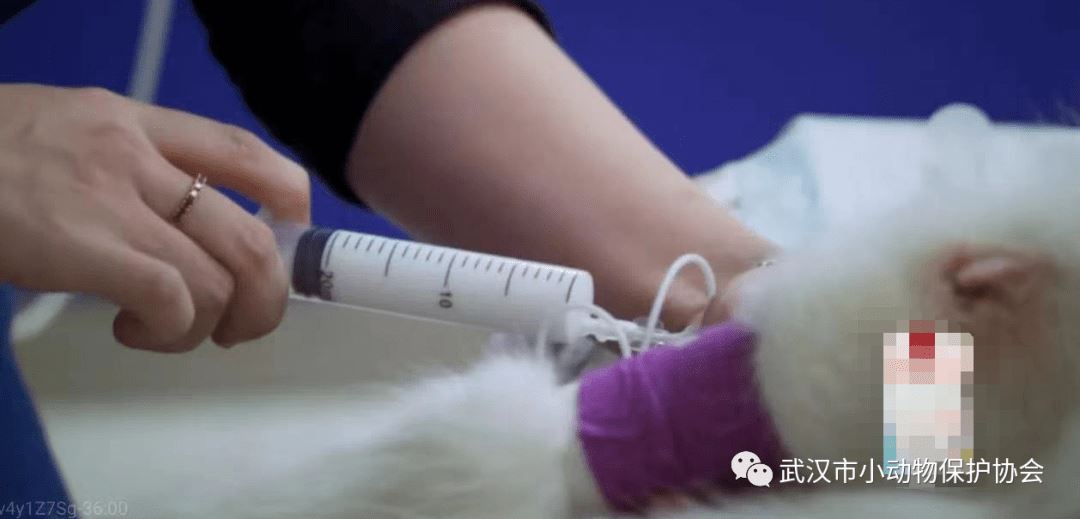 你能接受宠物安乐死吗