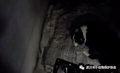 医院，成了它最后的归宿