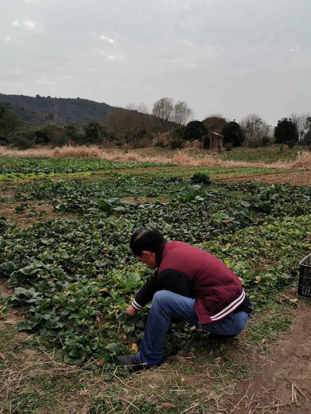 民以良食为天！首选当地当令有机