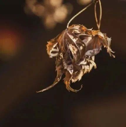 忽略这一点，学佛无疑是买椟还珠