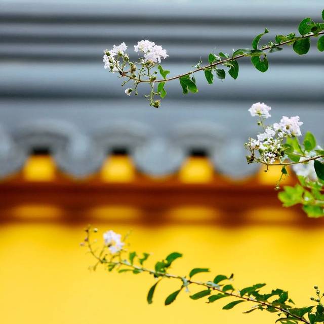 香期提醒|居家期间，你可以这样修行