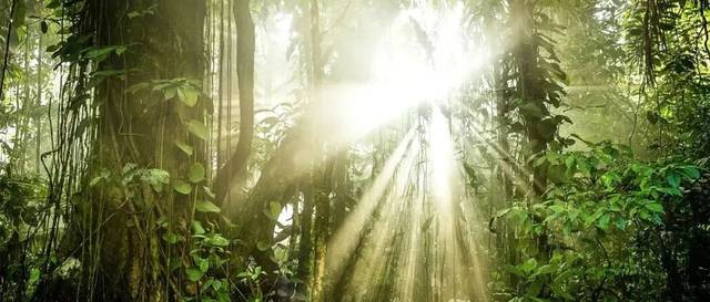 真正的“种草”纪录片，这个春日用这部《绿色星球》疗愈心灵！