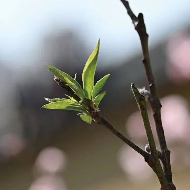 修行人切忌说人长短是非，收拾自心是要务！