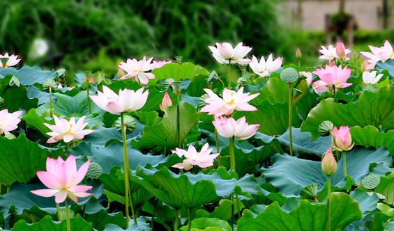 大量放生可消业积福报，但要尽力做