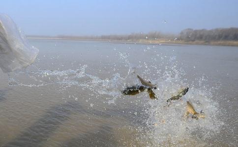 放生龙族生物的三方面现实功德利益