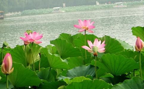 放生的功德利益