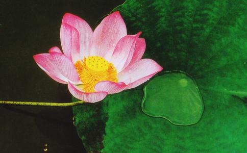 放生功德回向给孩子们！