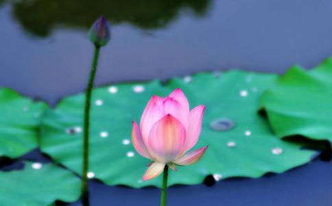 放生为求功德，为求福报，亦是大善