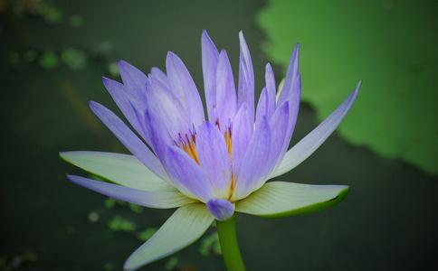 坚持放生是提升福报最好的大法