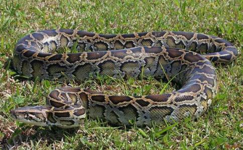 巨蟒被救放生后数夜前来报答老人