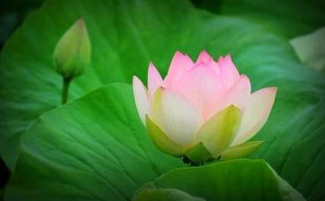念佛放生功德不可思议：健康吉祥预知时至