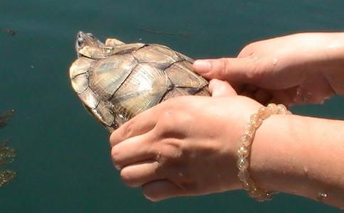 放生可转变因果