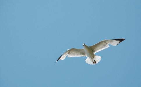 别小看放生 功德之大超乎你的想象