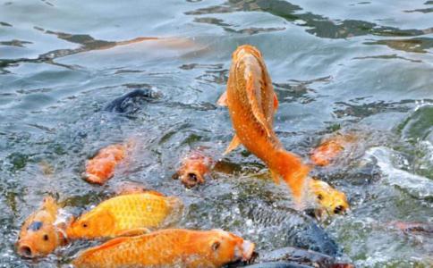 放生十大功德 放生的功德利益和福报