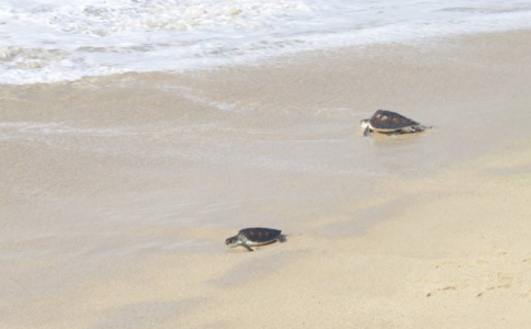 四只放生龟齐“挥手”再见