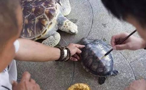 吃放生龟，连丧两命