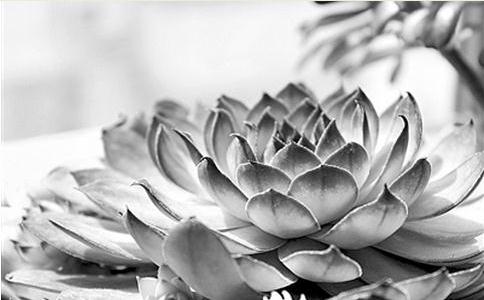 放生切不可急功近利！