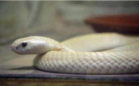 车祸中只有他与家人幸存，其余人全死了