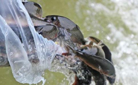 印光大师：不主张在佛菩萨诞日放生，仪式要从简