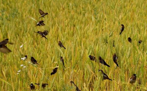 慈心护生喂食，鸟雀保他一家二十口安然无恙