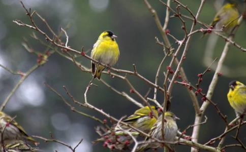 慈心放生：黄雀报恩协破案