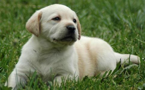 几次放生狗的经历