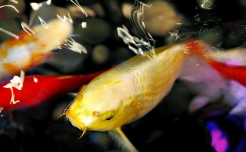 放生时听到鲤鱼叫