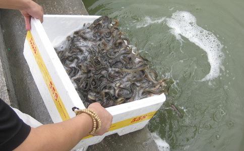 放生随喜功德福报无穷尽