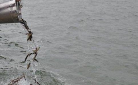 两则放生得益的示例