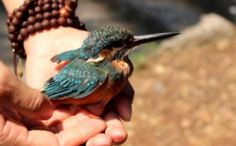 不可思议的放生，放生鸟类全纪实