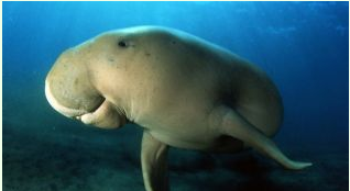 “美人鱼”儒艮各个国家都努力拯救