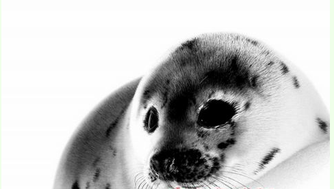 加拿大的海豹命运决定在中国消费