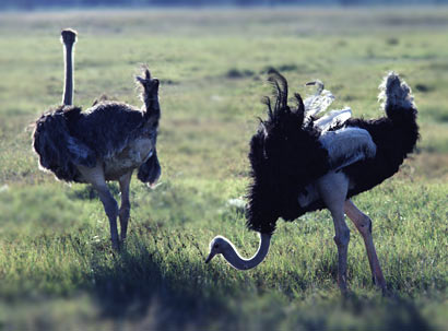 鸵鸟的哭泣 奢侈品背后的生命悲歌