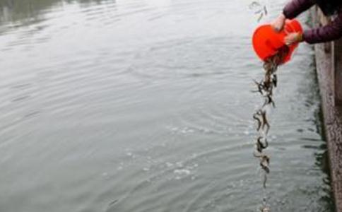 放生放什么最好？冬天放生什么好？