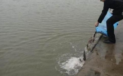 不是出家人如何放生？在哪里放生？仪轨怎么做？