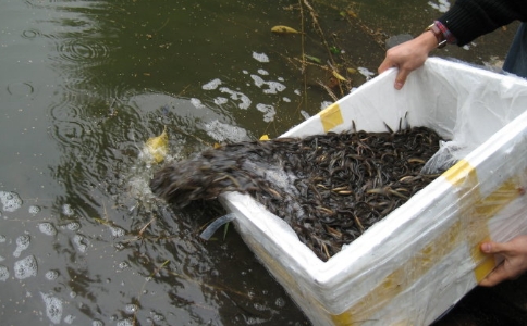 其他国家是否也有放生的观念？